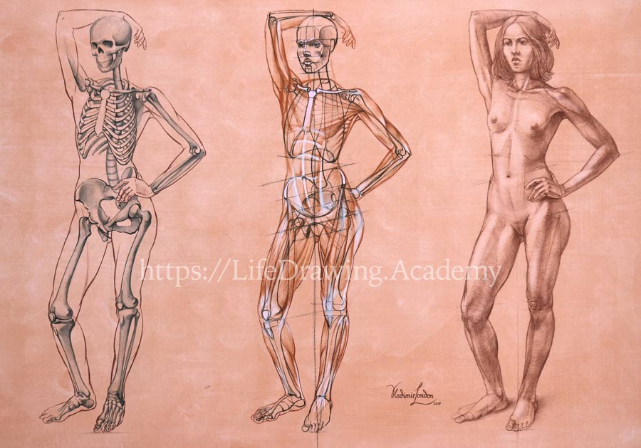 How to Draw a Person Step by Step