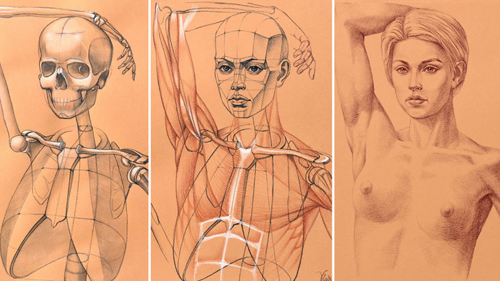 How to Draw a Shoulder Girdle