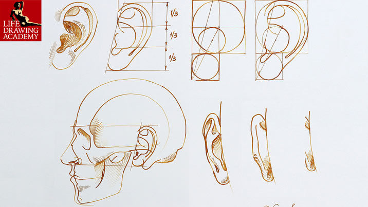 How to Draw Ears