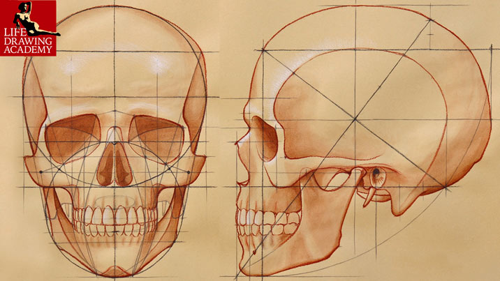 How to Draw a Skull