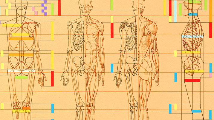 Human Body Proportions