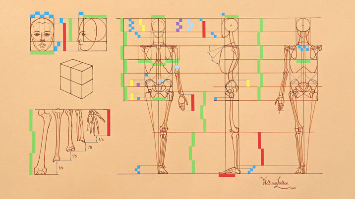 Proportions of a Human Body