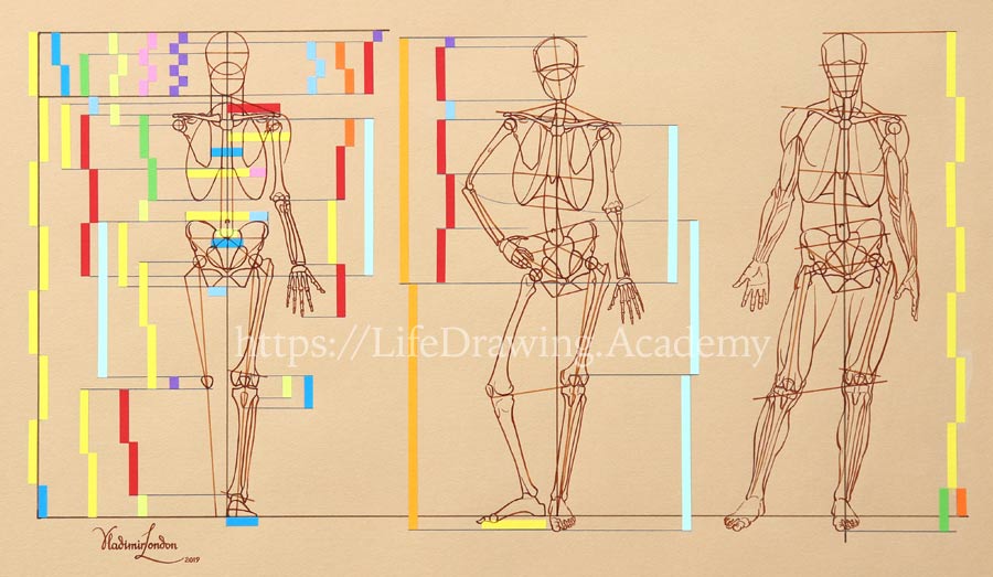 body proportions heads