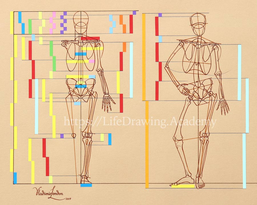 Body Proportions Life Drawing Academy