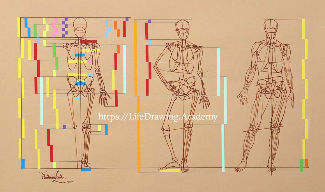 Classical Human Body Proportions - Life Drawing Academy