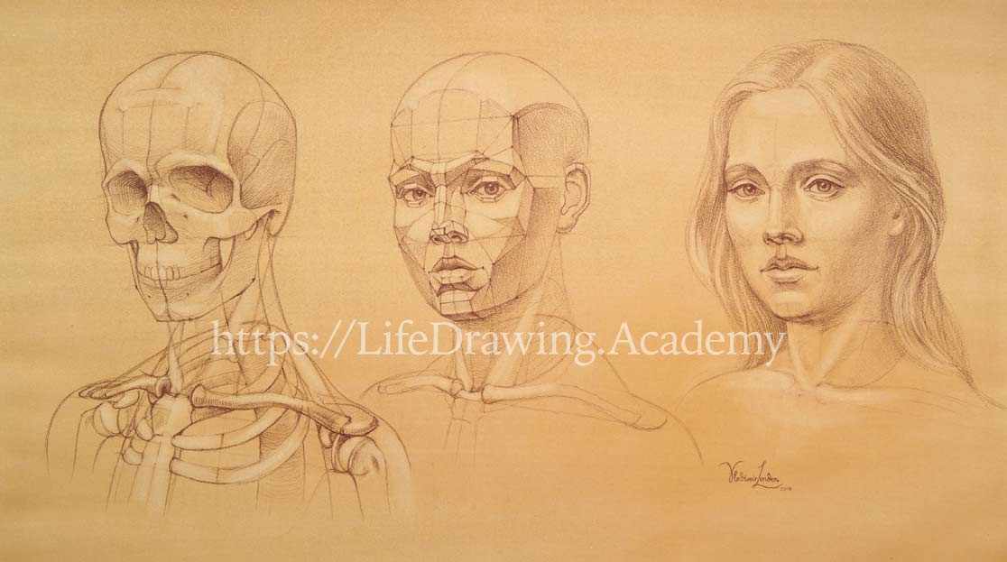 Head and Face Proportions - Life Drawing Academy