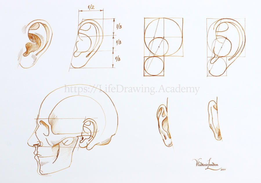 How to Draw Ears