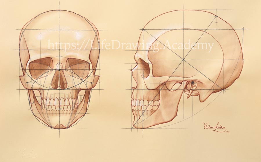 How to Draw a Skull Life Drawing Academy