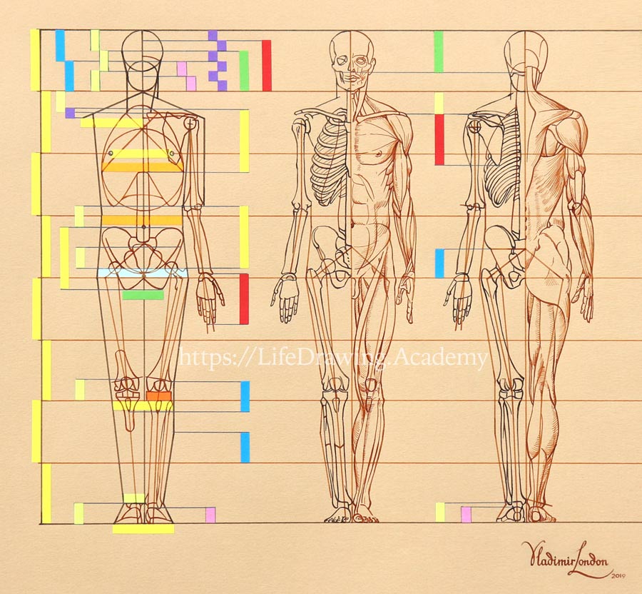 Drawing Anatomy Proportions At Mary Birch Blog Drawing Anatomy Proportions At Mary Birch Blog