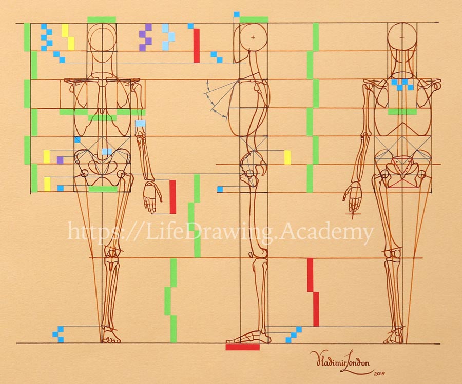 Proportions of a Human Body - Life Drawing Academy
