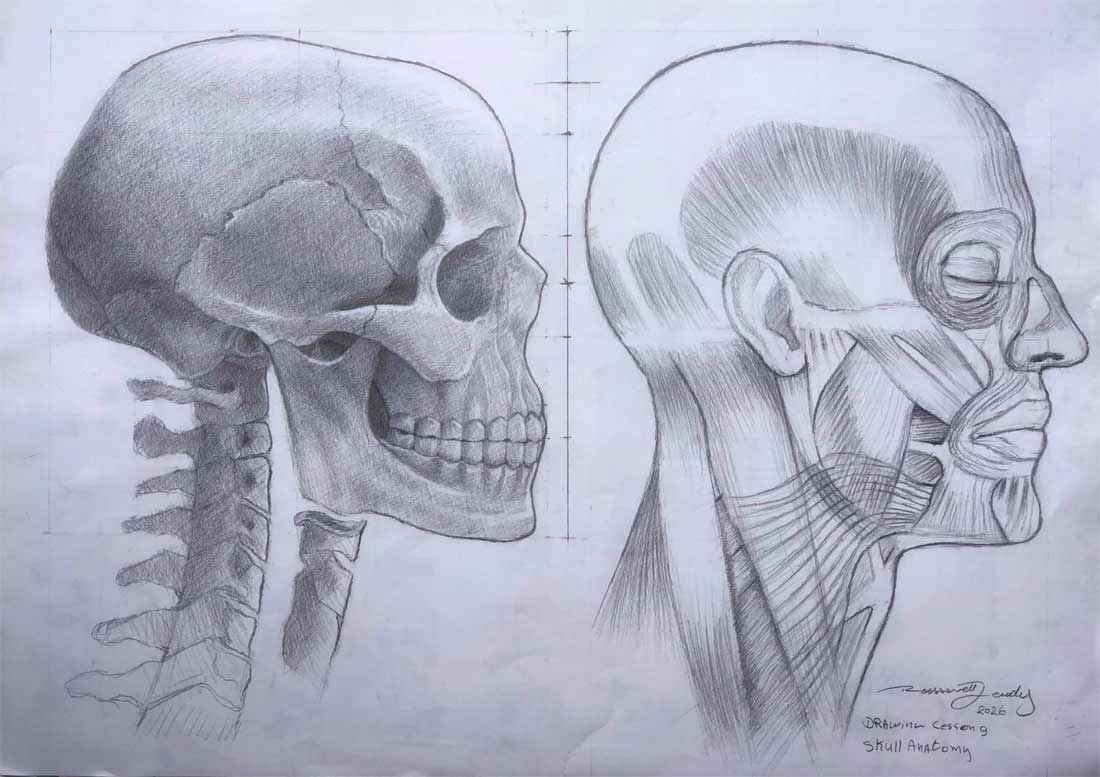 Anatomy drawing by Roossevelt