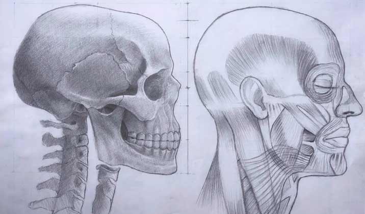 Anatomy drawing by Roossevelt