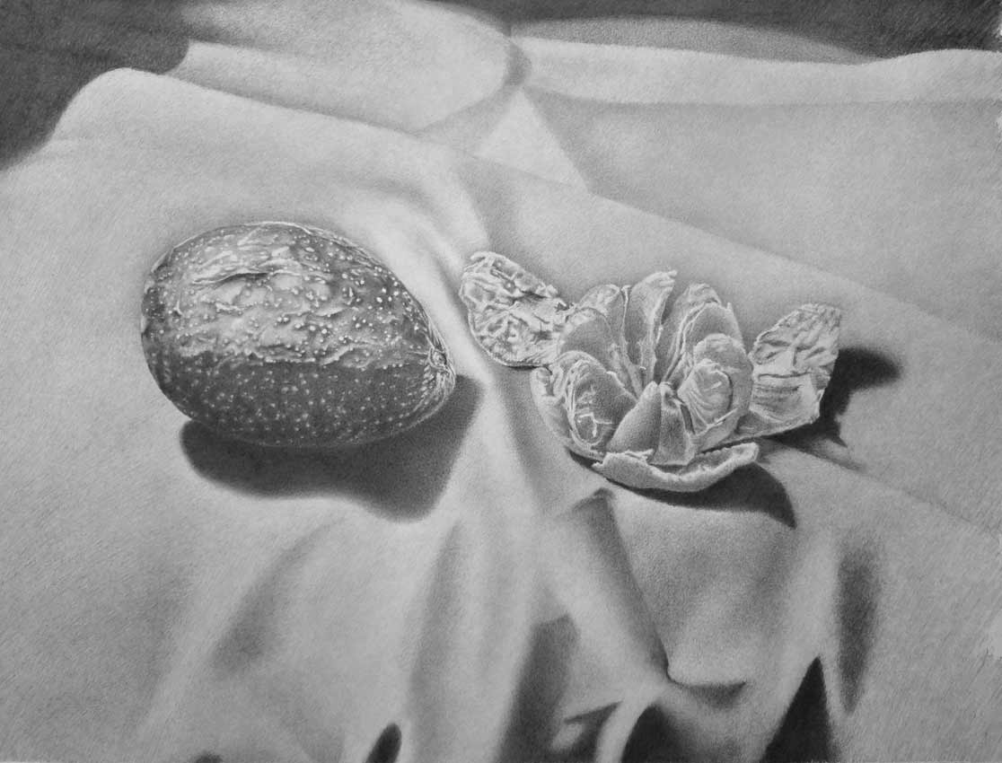Drawings of objects of nature by Daniel, a Life Drawing Academy Correspondence Course student