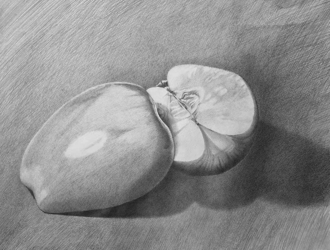 Drawings of objects of nature by Daniel, a Life Drawing Academy Correspondence Course student