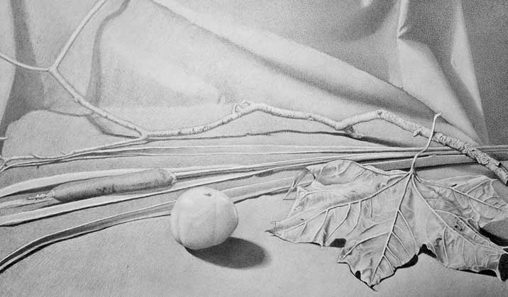 Drawings of objects of nature by Daniel