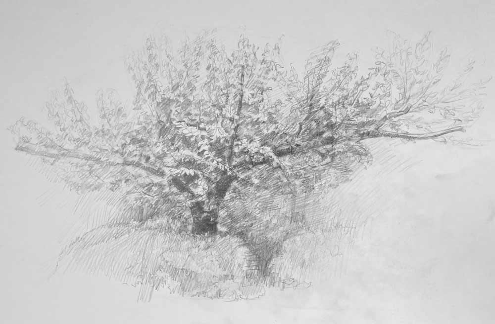 Sketching Nature from Life: Trees, Bushes, Twigs and Branches