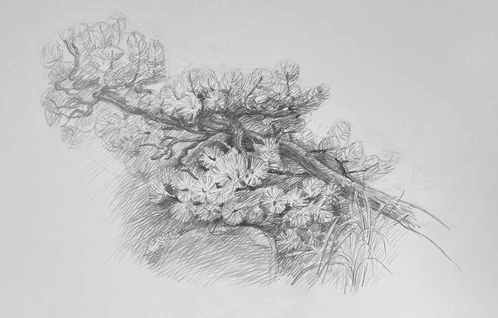 Sketching Nature from Life: Trees, Bushes, Twigs and Branches