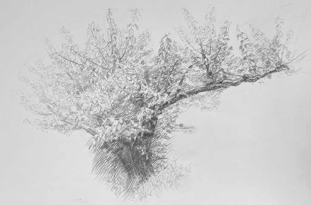 Sketching Nature from Life: Trees, Bushes, Twigs and Branches