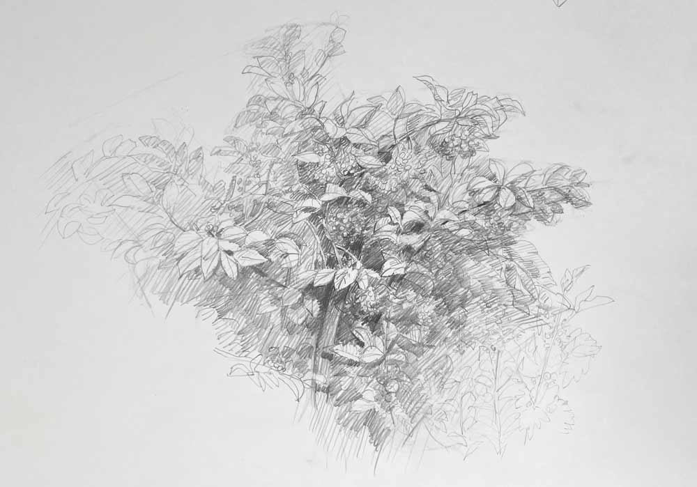 Sketching Nature from Life: Trees, Bushes, Twigs and Branches