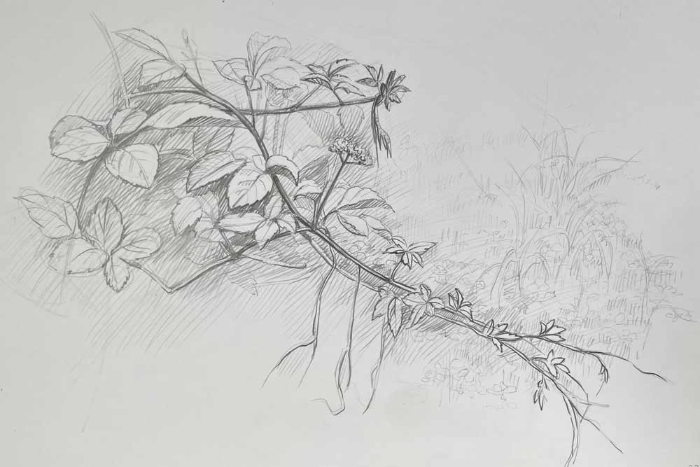 Sketching Nature from Life: Trees, Bushes, Twigs and Branches
