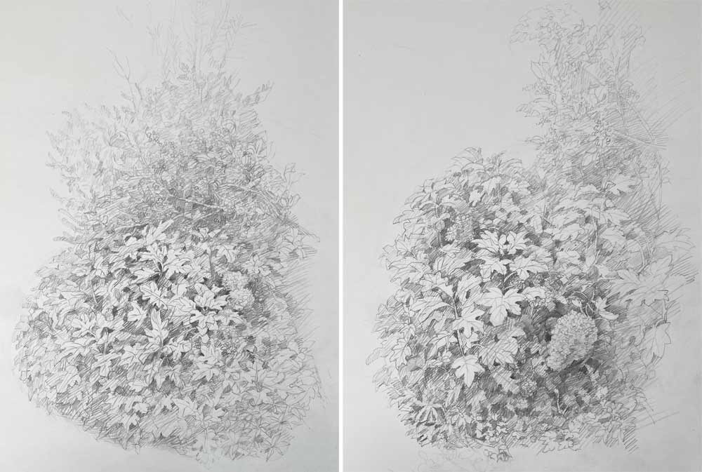 Sketching Nature from Life: Trees, Bushes, Twigs and Branches