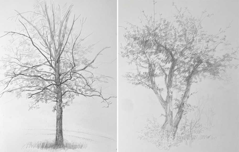 Sketching Nature from Life: Trees, Bushes, Twigs and Branches