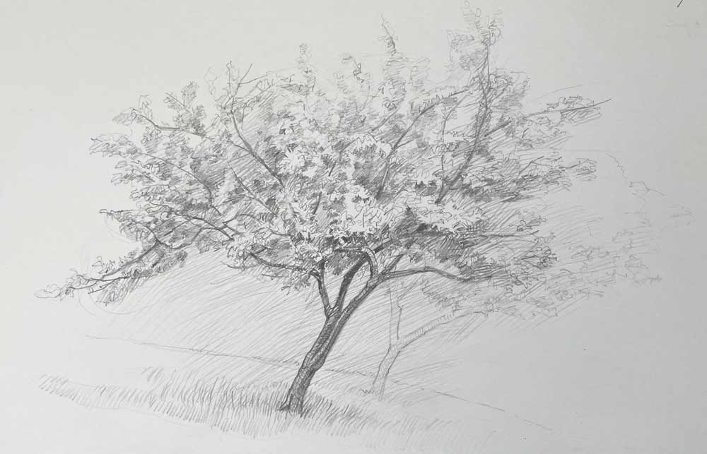 Sketching Nature from Life: Trees, Bushes, Twigs and Branches