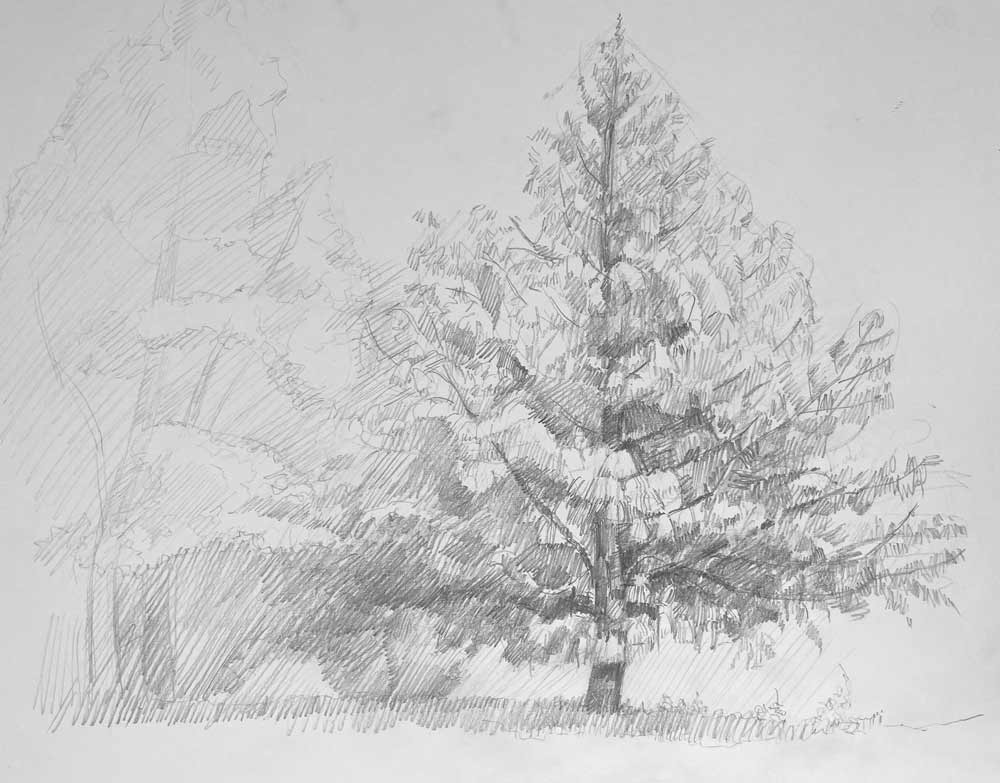 Sketching Nature from Life: Trees, Bushes, Twigs and Branches