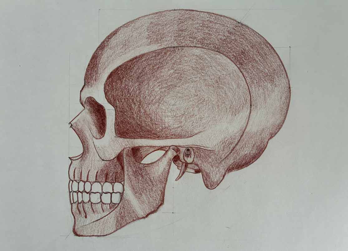 Skull drawings by Angela