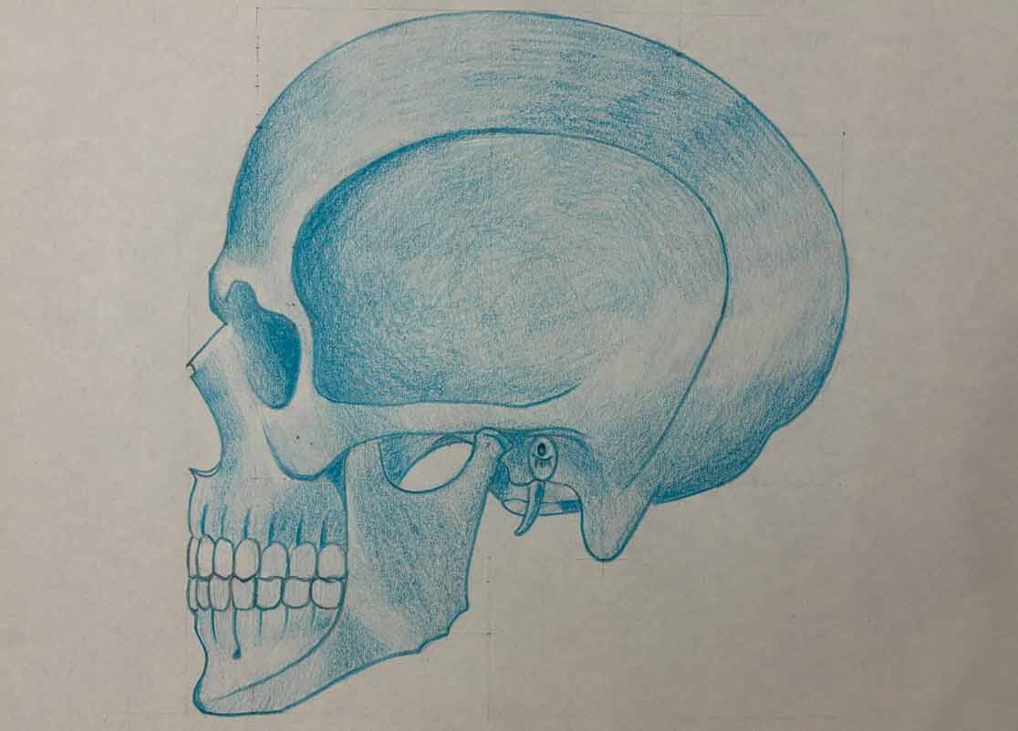 Skull drawings by Angela