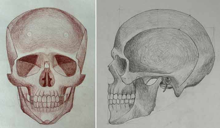 Skull drawings by Angela, a Life Drawing Academy student