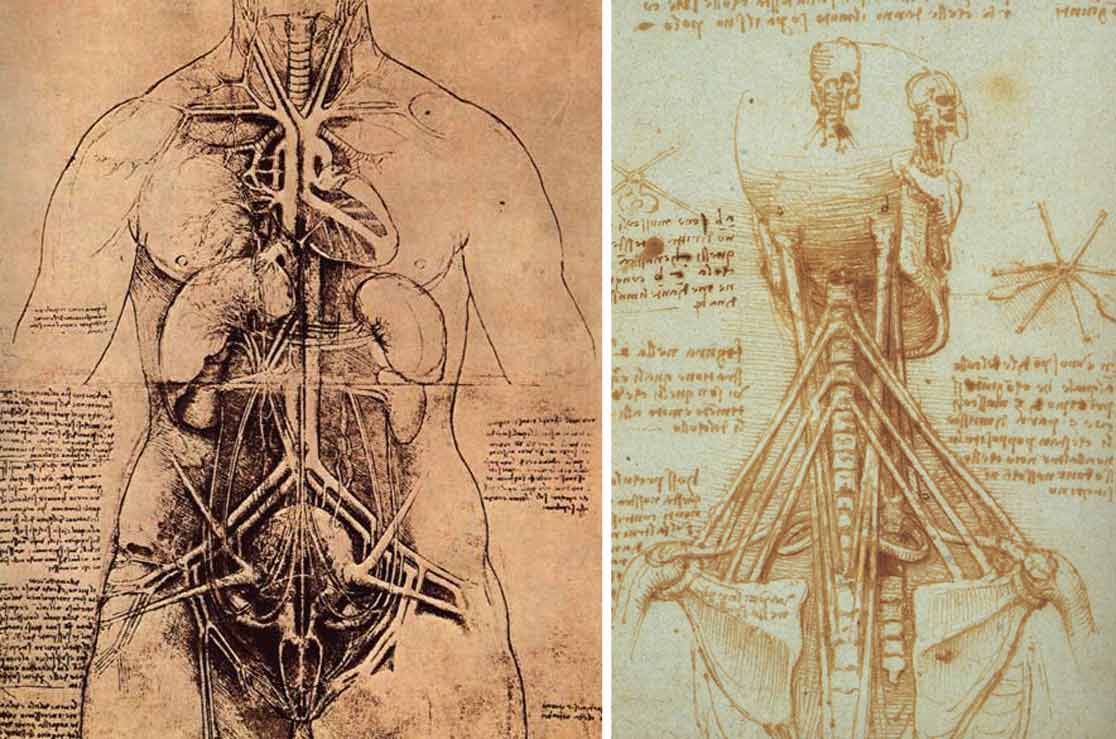 Leonardo Da Vinci Human Drawings At Adolfo Scanlan Blog