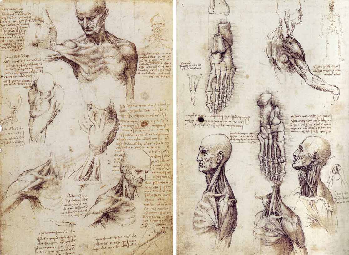 leonardo da vinci drawing anatomy