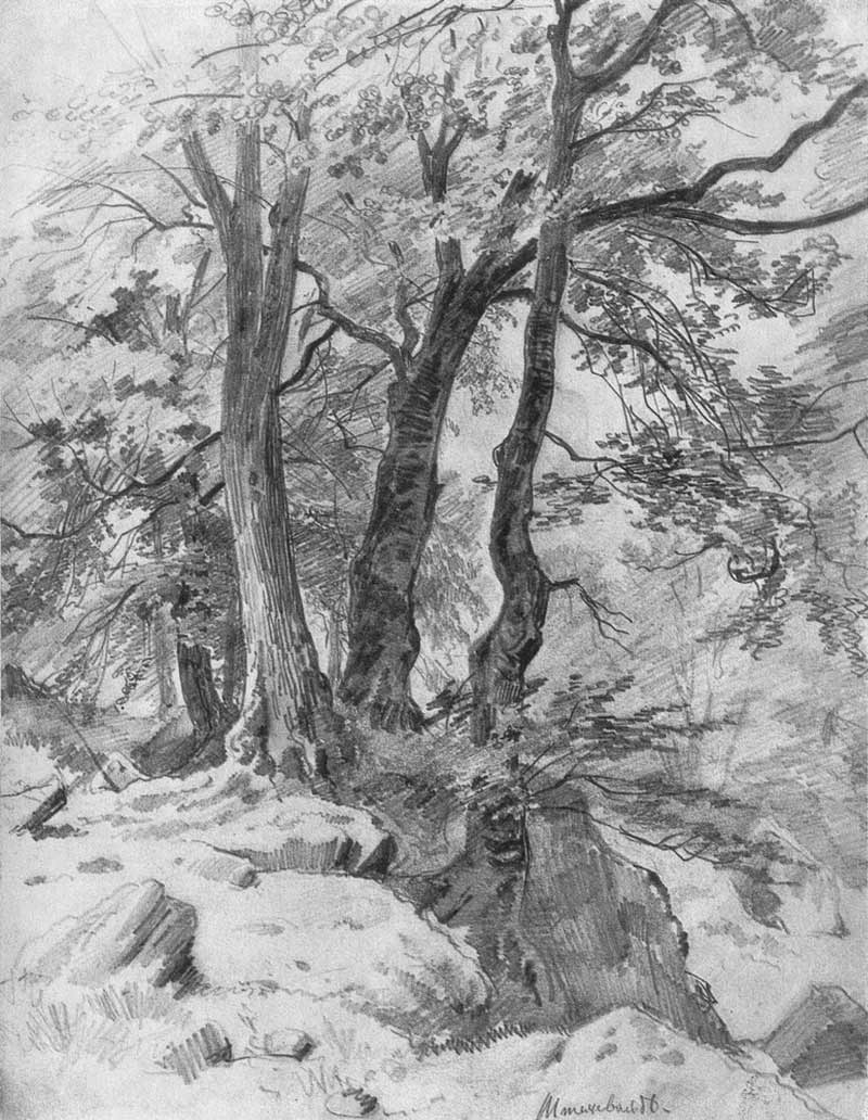 Tree Drawings by Ivan Shishkin