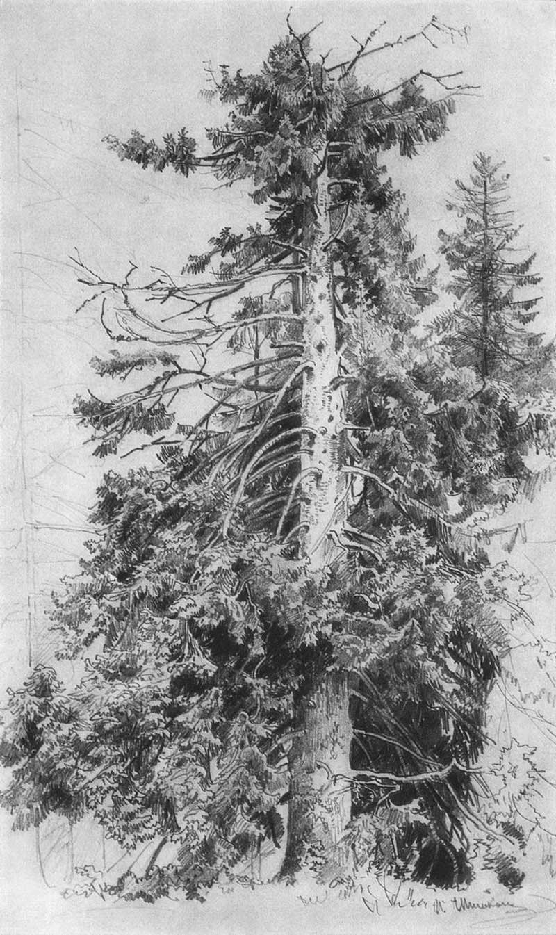 Tree Drawings by Ivan Shishkin
