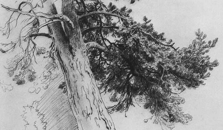 Tree Drawings by Ivan Shishkin - Life Drawing Academy