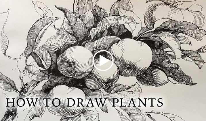 How to Draw Plants - Life Drawing Academy