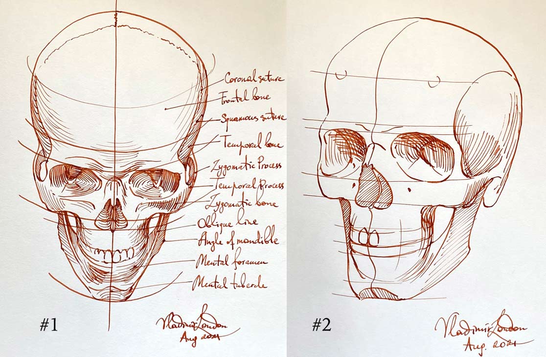 skull drawing angle view