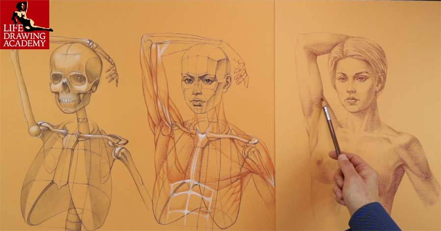 Is life drawing required for designers - Life Drawing Academy